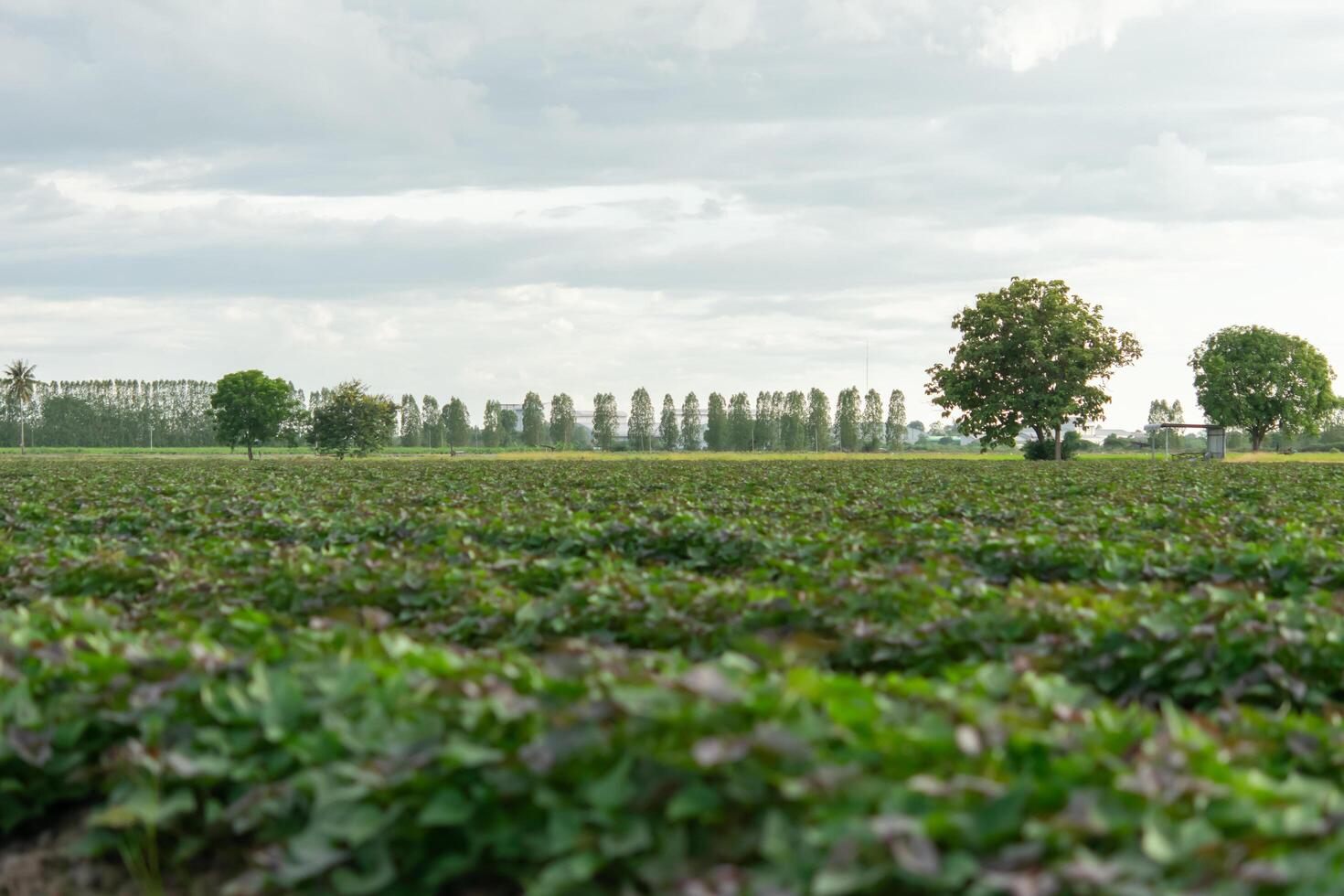 Nature of sweet potatoes plantation, yam farming photo