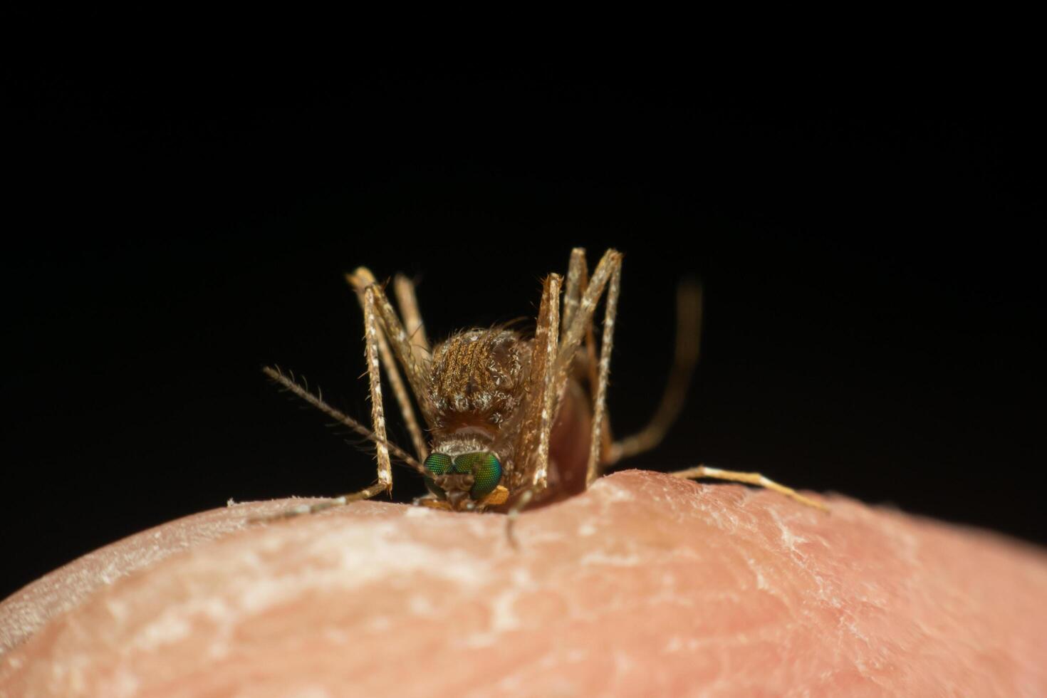 Macro of mosquito Aedes aegypti sucking blood photo