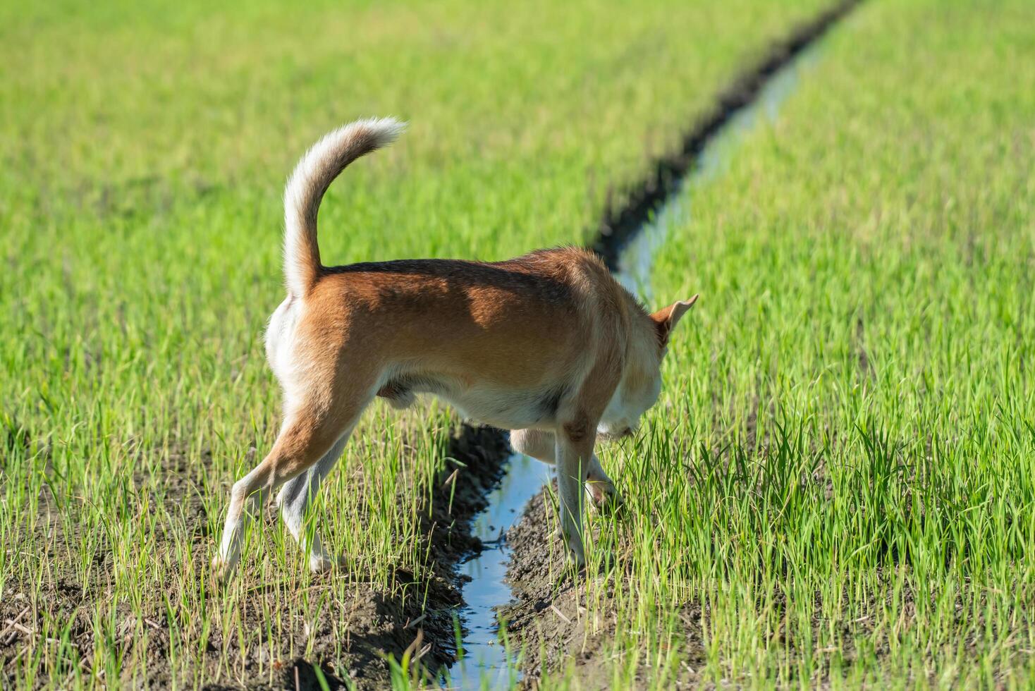 Thai brown stray dog photo