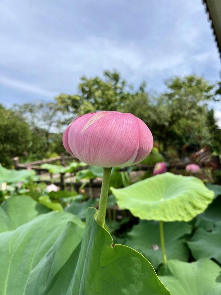 A pink lotus flower blooming in a garden photo