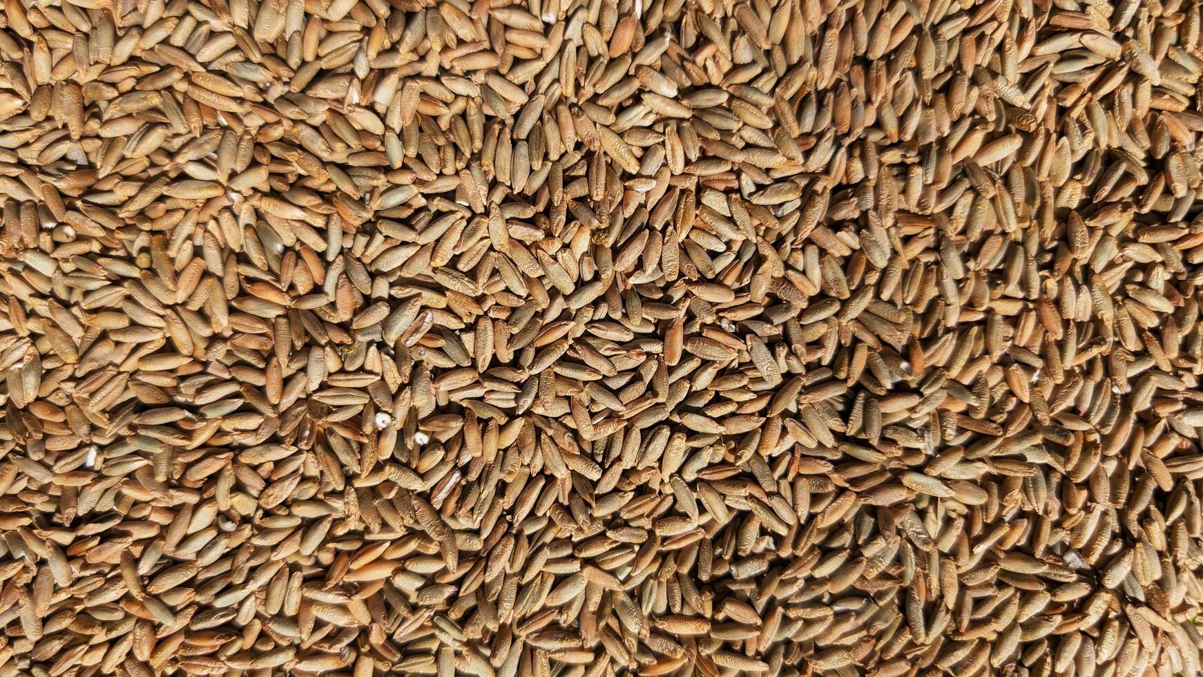 Close-up of rye grains in bulk, showing natural texture, earthy tones, and organic surface, ideal for food or agriculture use photo