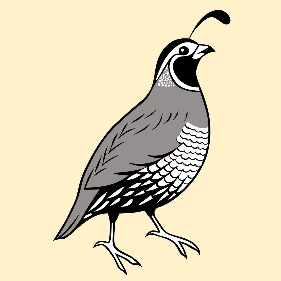 Elegant Quail Standing in Side View vector