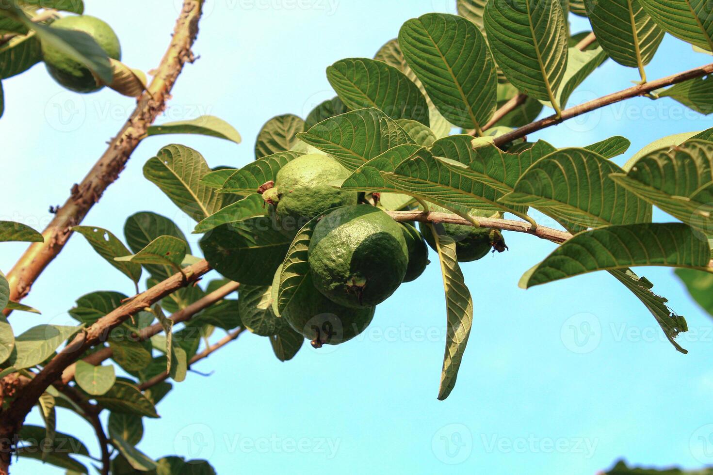 Closeup of tropical guava fruit or Psidium guajava on a tree branch with green leaves under blue sky, known for its health benefits and sweet taste. Commonly grown in Southeast Asia and tropical areas photo
