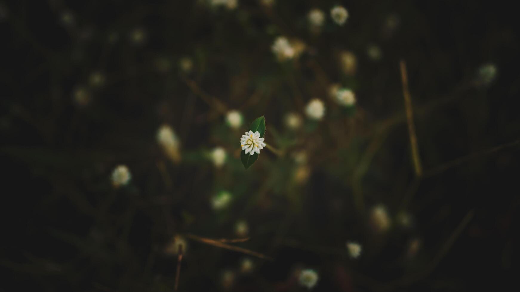A white wildflower blooms in the center against a dark, blurred background with a shallow depth of field photo