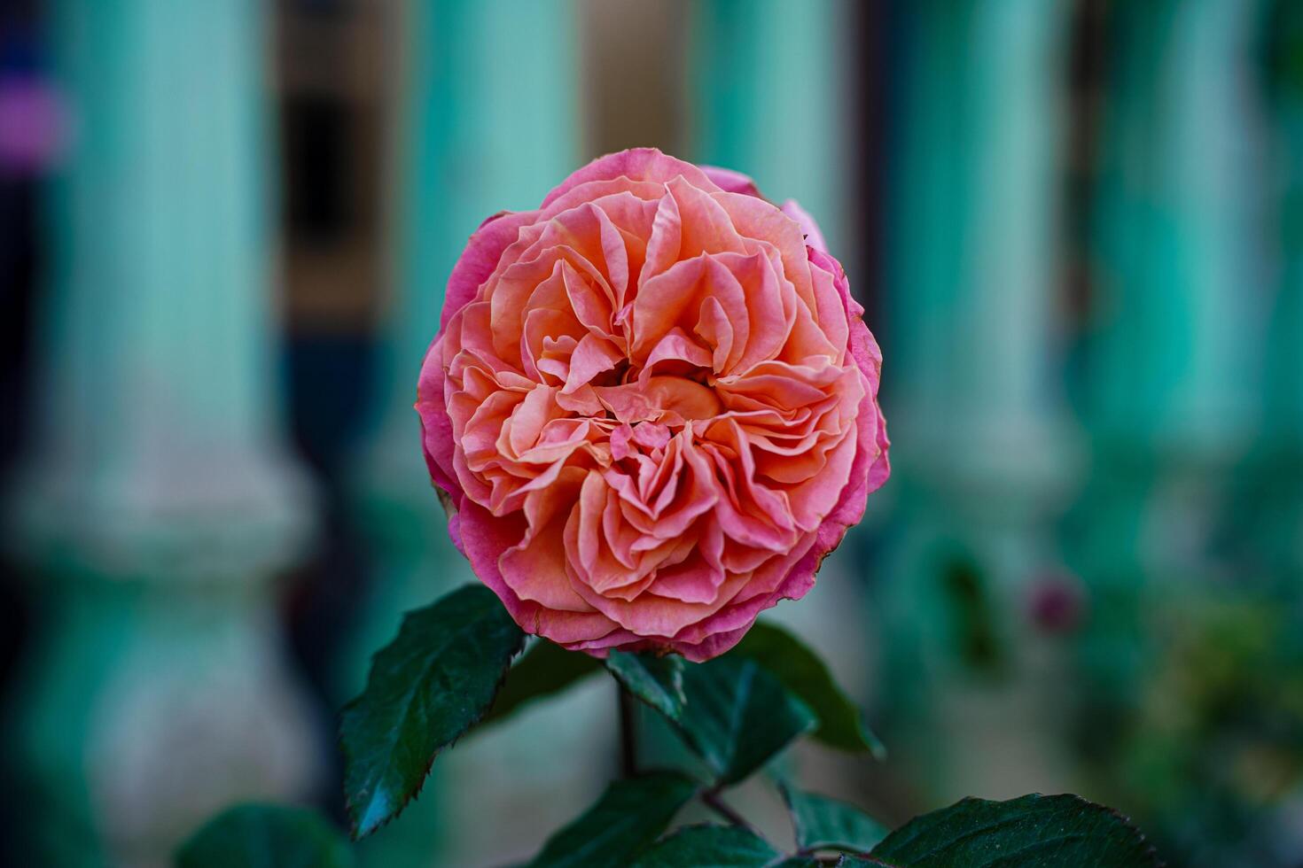 A vibrant close-up of a fully bloomed English rose with pink and orange layered petals, showcases the delicate texture and vivid colors of the flower. photo
