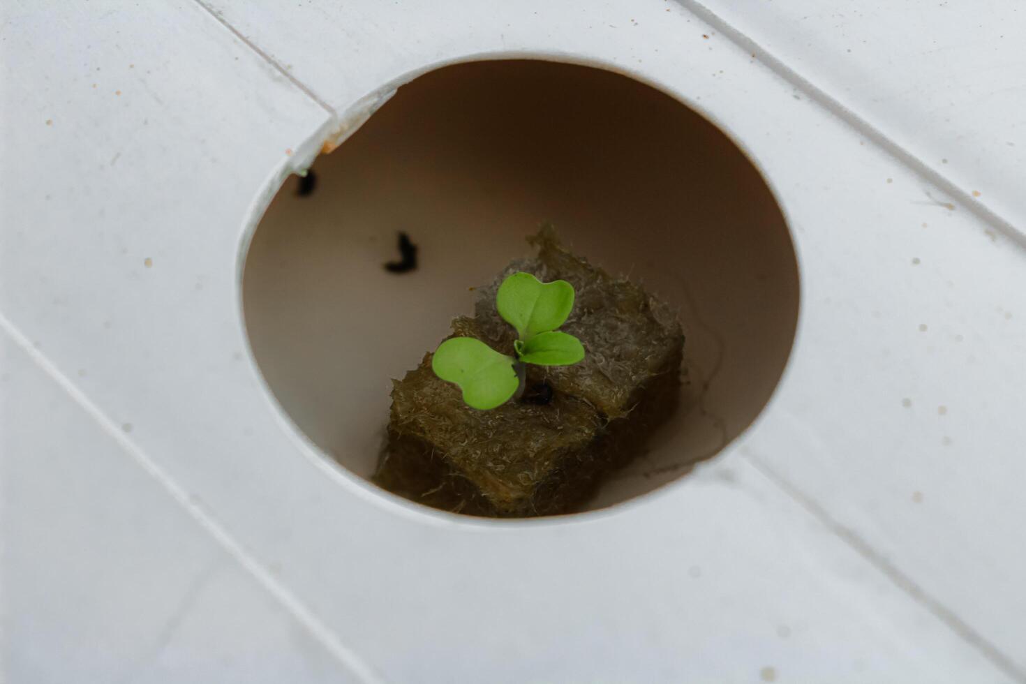 Close-up photo of young mustard greens Brassica rapa subsp. parachinensis seedlings growing in rockwool cubes placed in a hydroponic growing system
