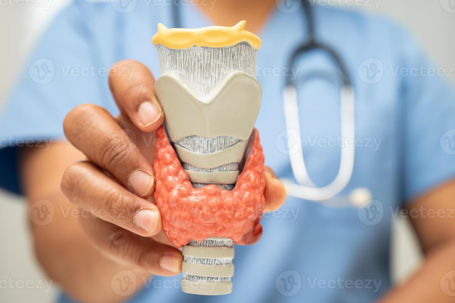 Hyperthyroidism Overactive Thyroid, Thyroid Lymphoma, Asian doctor with thyroid gland human anatomy photo