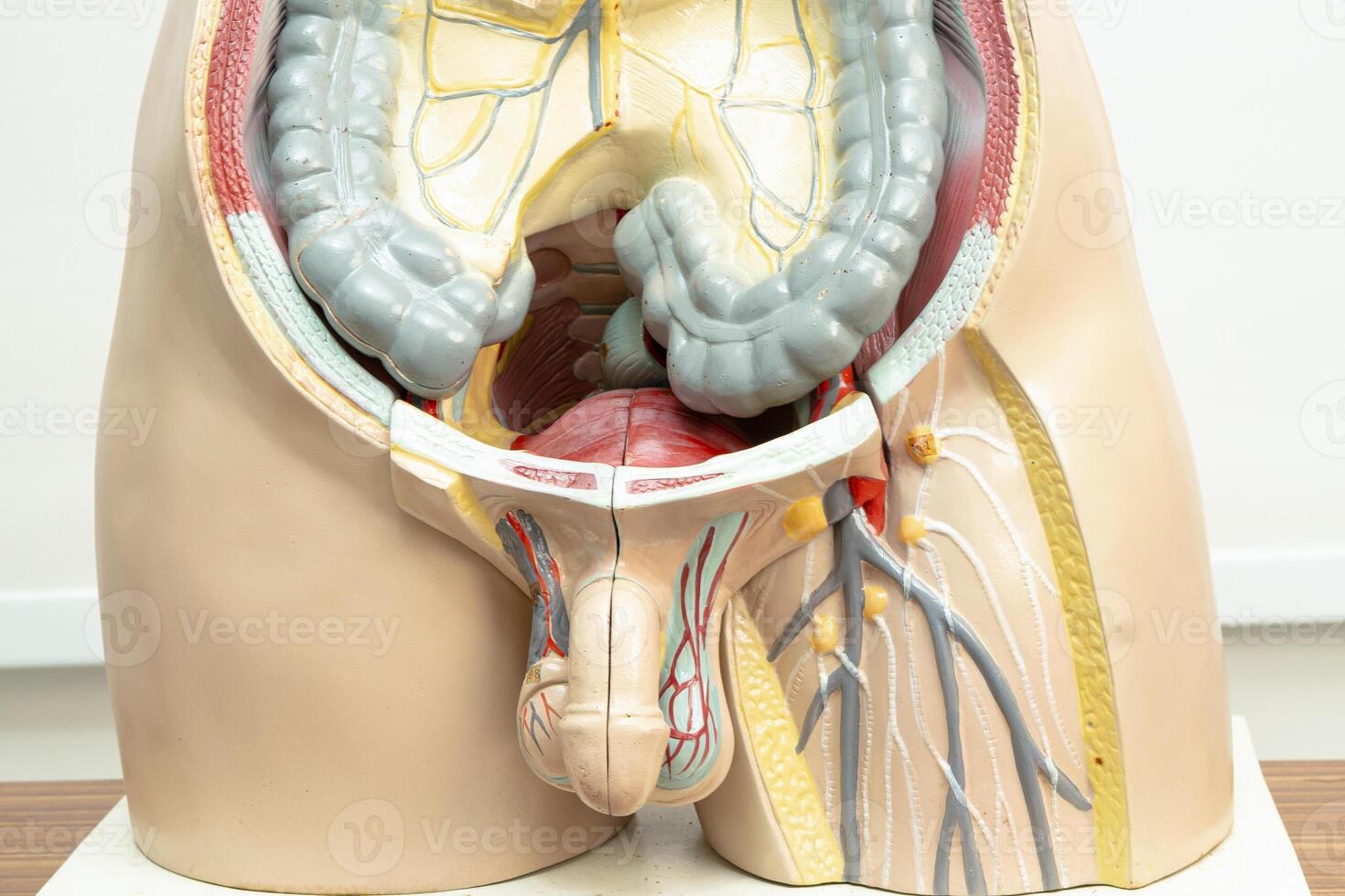 Human penis with intestine in man body model anatomy for medical training course, teaching photo