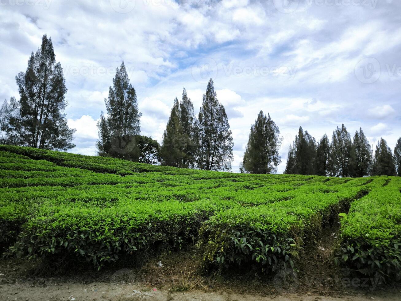 Photo of a scenic tea plantation with neatly lined green tea bushes, set against a bright blue sky and beautiful white clouds, perfect for nature, agriculture, and travel themes