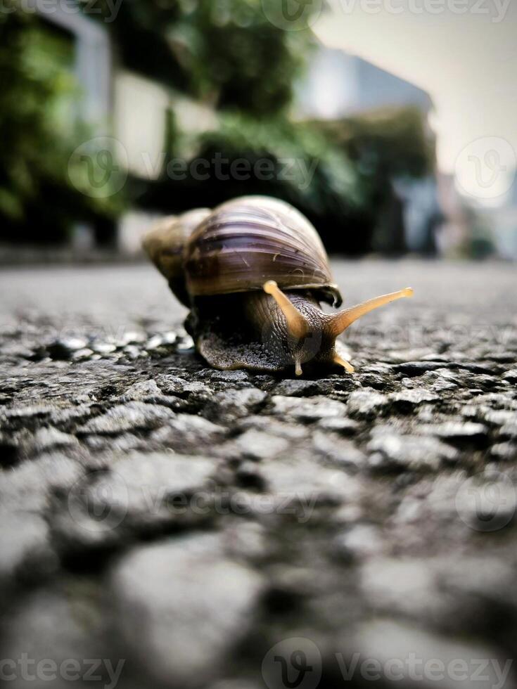Photo of a snail on the asphalt surface