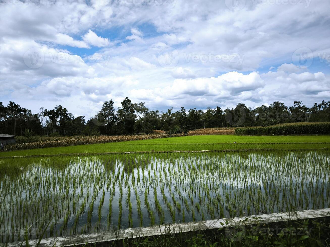 Scenic view of vibrant green rice fields stretching under a bright blue sky with beautiful white clouds, perfect for agriculture, nature, landscape, and travel related themes. photo