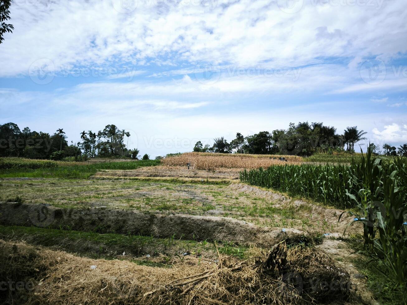 Scenic view of lush green cornfield under a bright blue sky with beautiful white clouds, ideal for agriculture, farming, nature, and rural landscape themes. photo