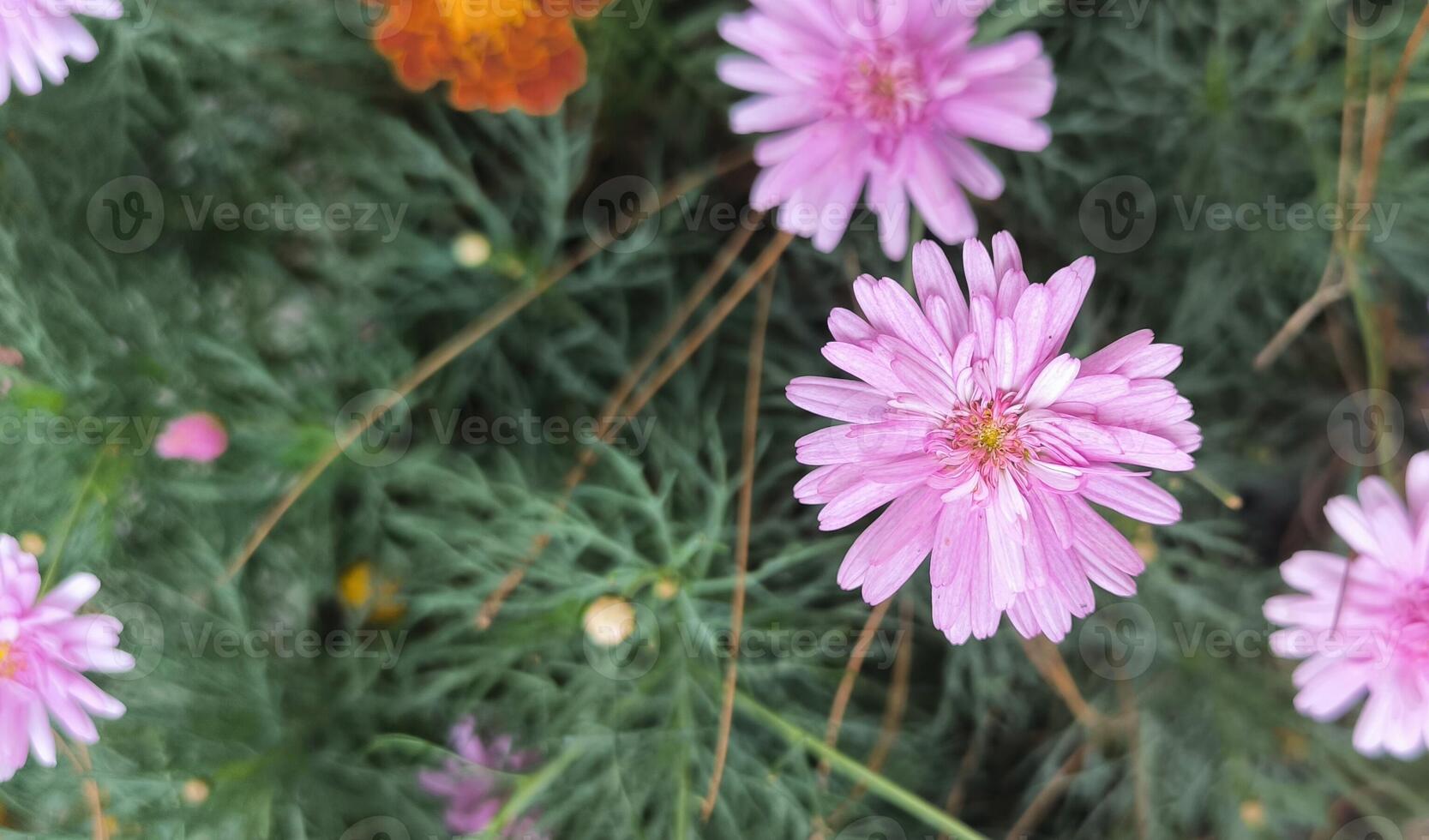 Photo of a beautiful pink daisy flower in full bloom with delicate petals and a bright center, perfect for nature, floral, garden, spring, and botanical themes.
