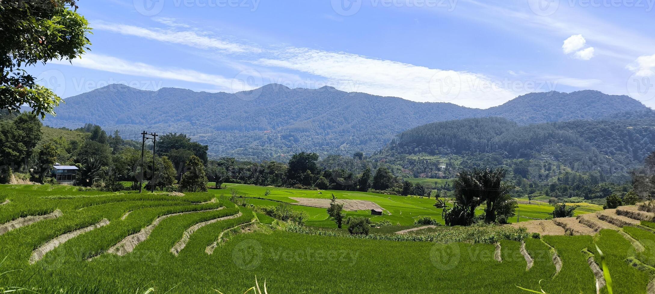 Scenic view of vibrant green rice fields stretching under a bright blue sky with beautiful white clouds, perfect for agriculture, nature, landscape, and travel-related themes photo