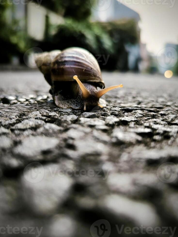 Photo of a snail on the asphalt surface.