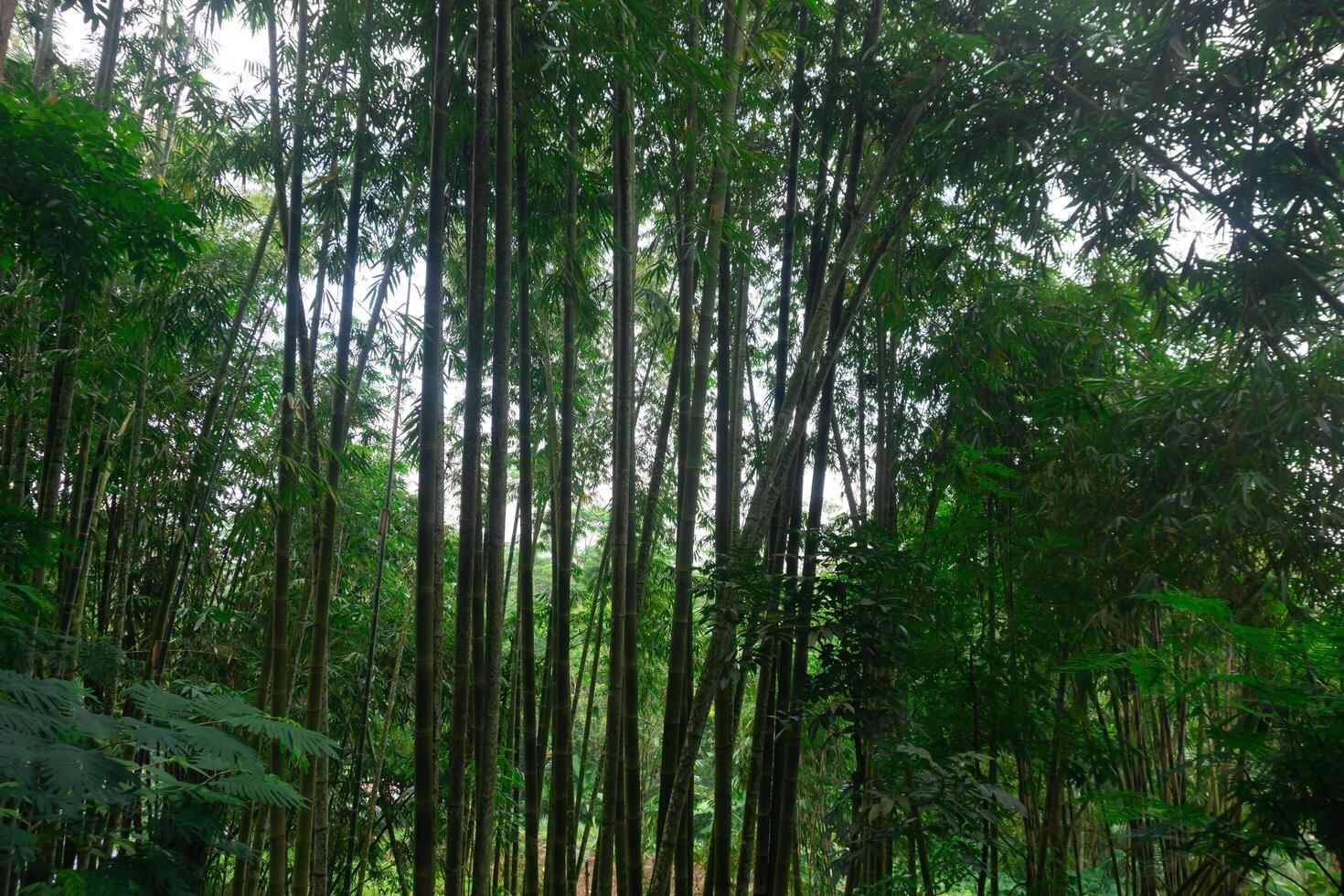 Bamboo Forest Canopy and Tall Green Stalks in Tropical Jungle photo
