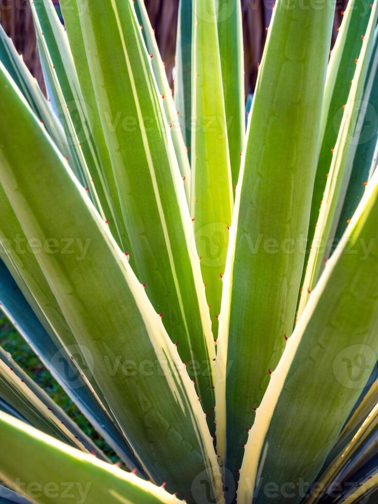 Succulent plant close-up, thorn and detail on leaves of Caribbean agave photo