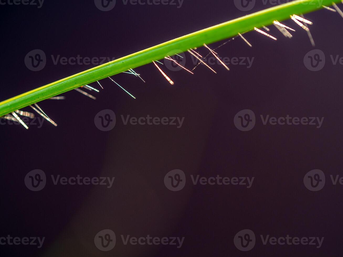 The blade of grass, the soft hairs under the leaf photo