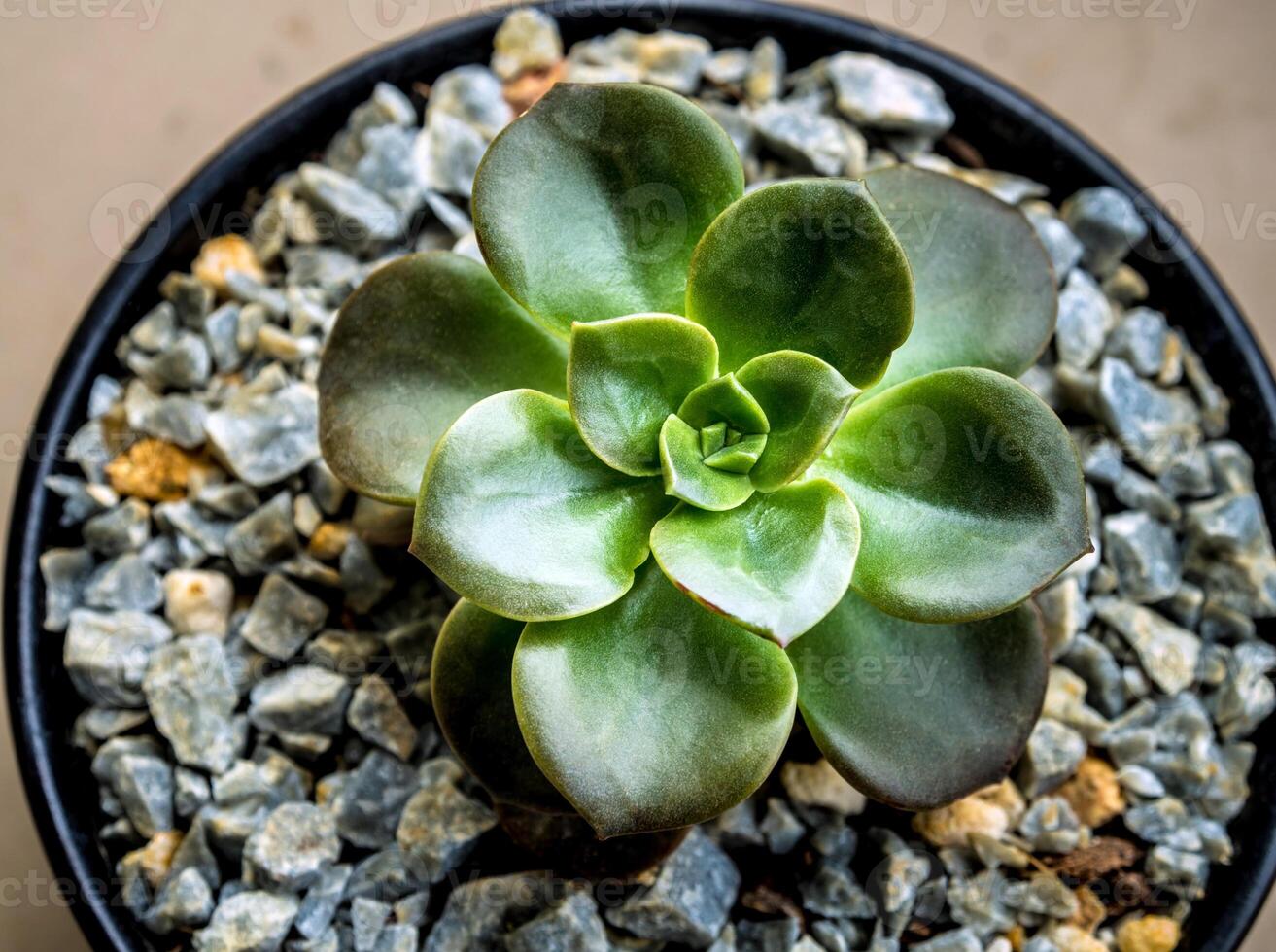 The Succulent plant close-up fresh leaves detail of Echeveria Melaco photo