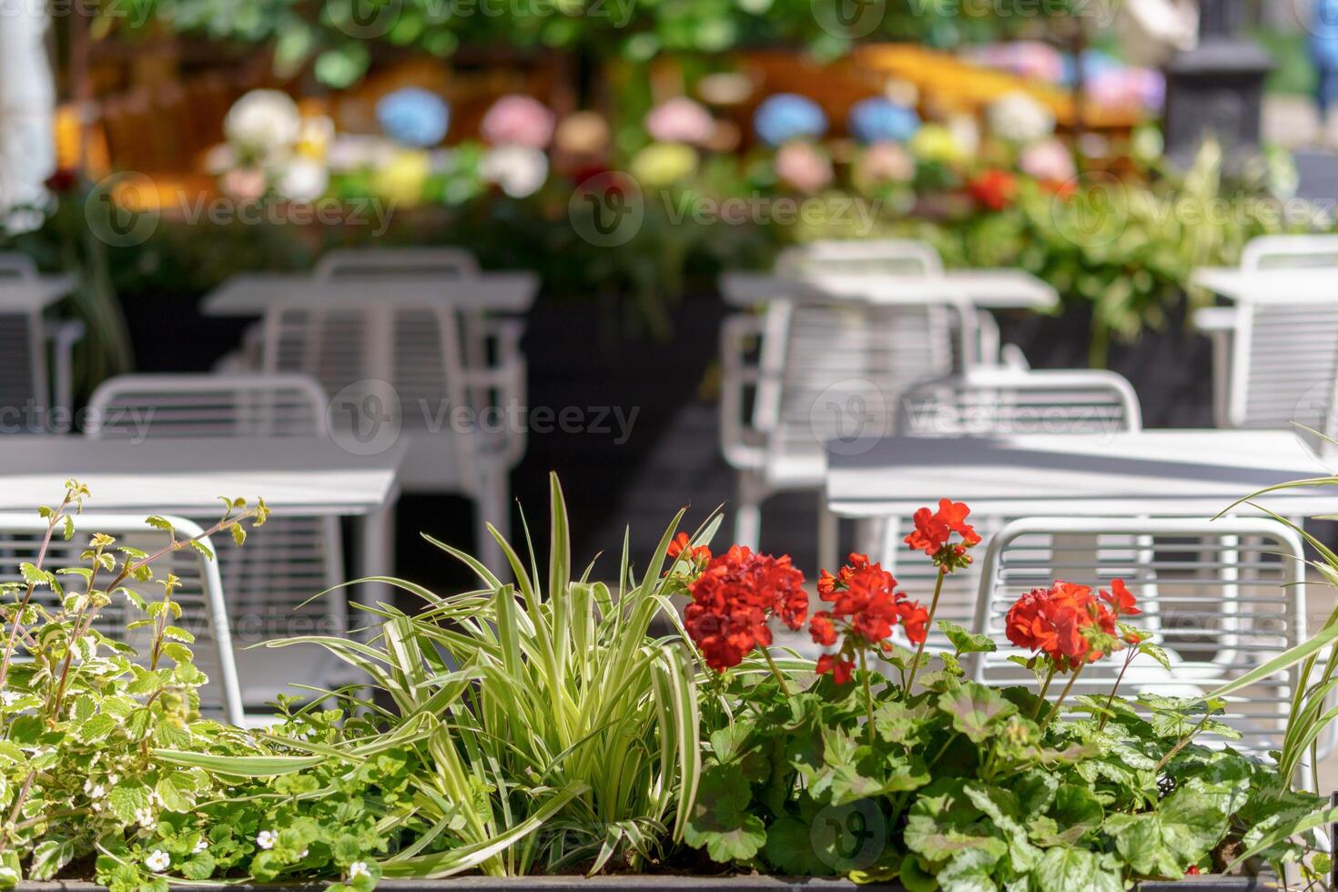 Decorative plants and flowers decorate the street restaurant. Beautiful street leisure. photo