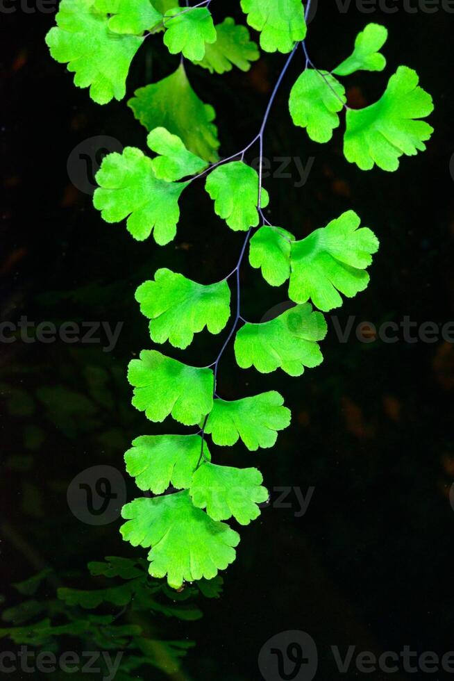 Adiantum raddianum, the Delta maidenhair fern, fern branch with green leaves in botanical collection in greenhouse photo