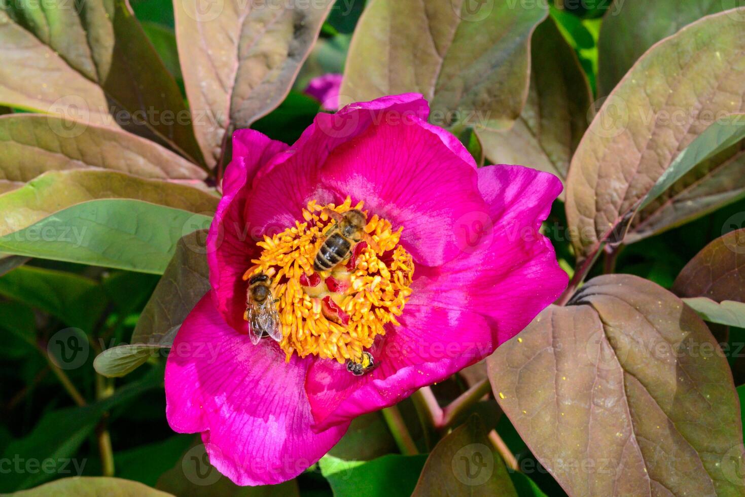 Bees collect honey on red flowers of tree peony in the garden. photo