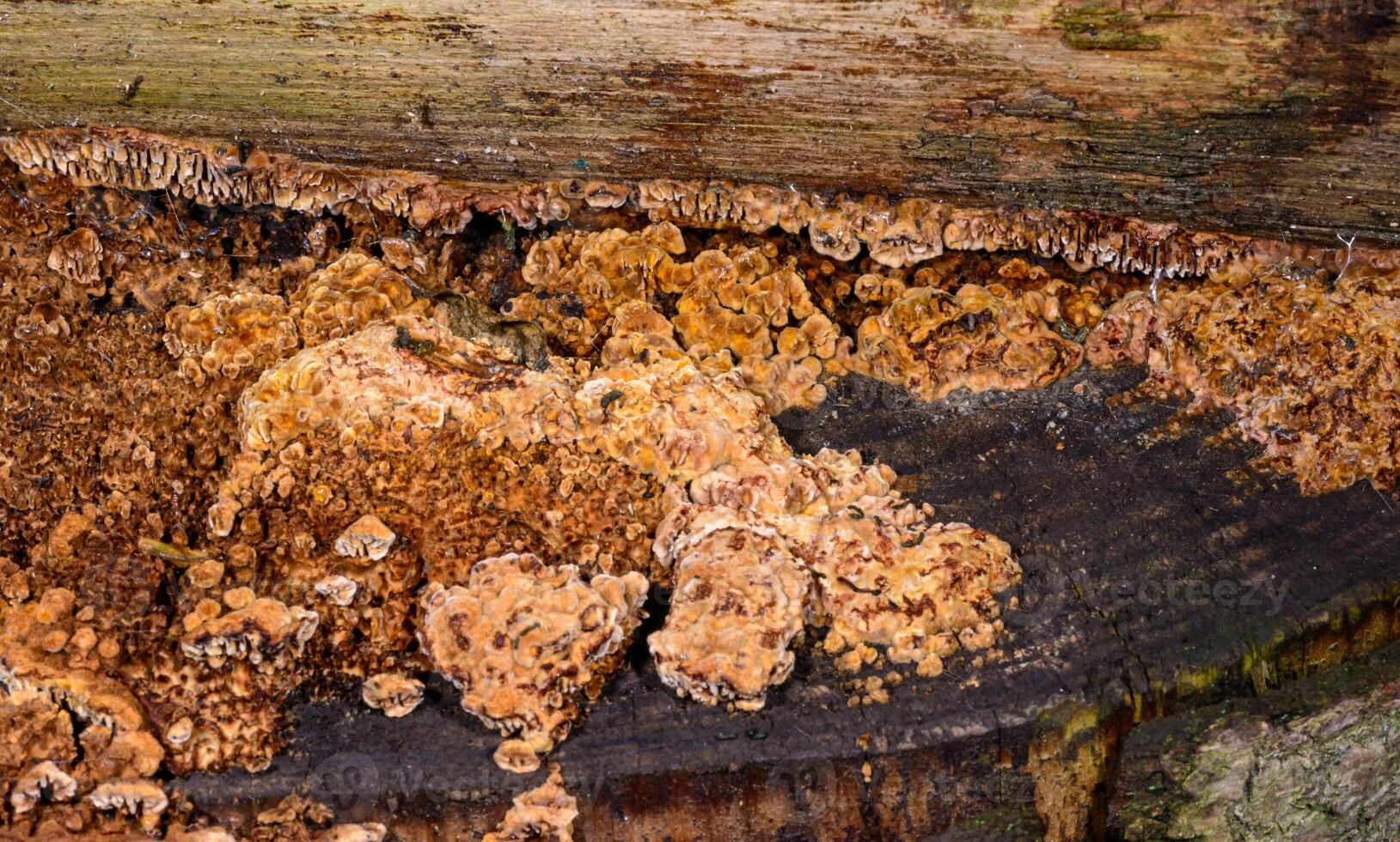 Polypore mushroom, A porous brown tinder fungus on a coniferous tree stump in a garden, Ukraine Odessa. photo