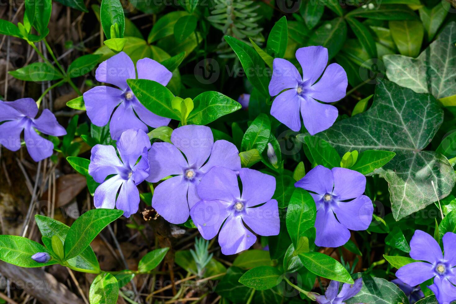 Vinca minor, blue flowers of groundcover perennial ornamental plant in garden. photo