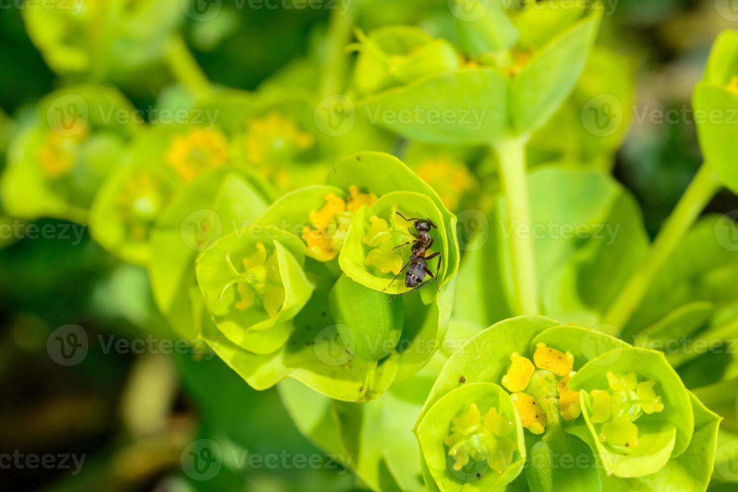 An ant collects sweet secretions from a garden milkweed flower in spring in a garden photo