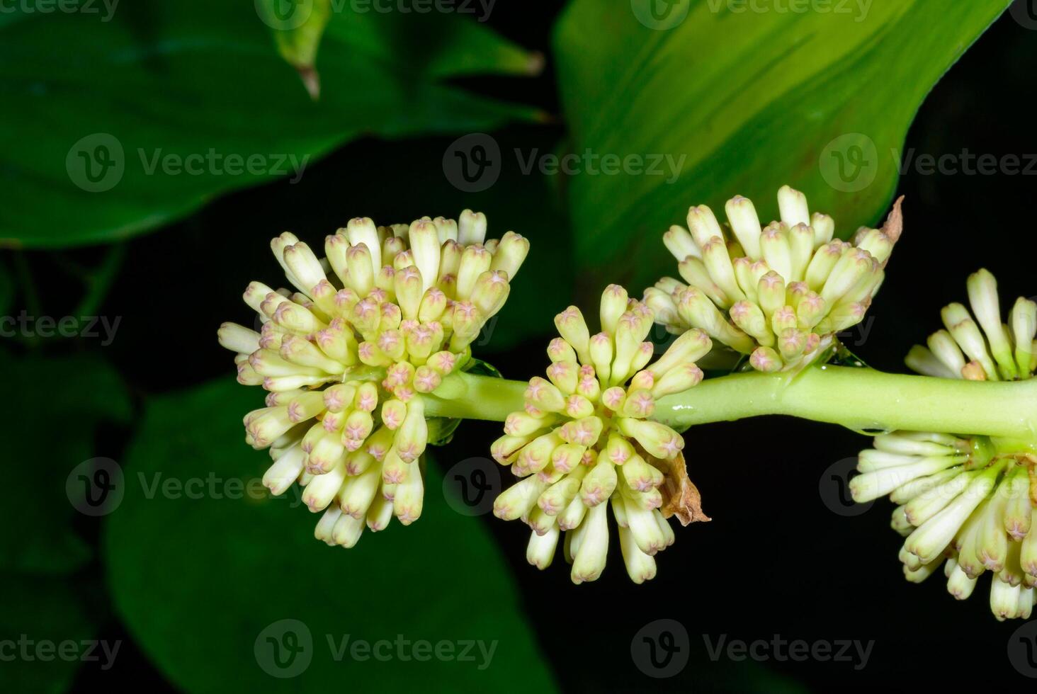 Dracaena fragrans -cornstalk dracaena, Inflorescence with unopened flowers on a tropical plant in a botanical collection photo