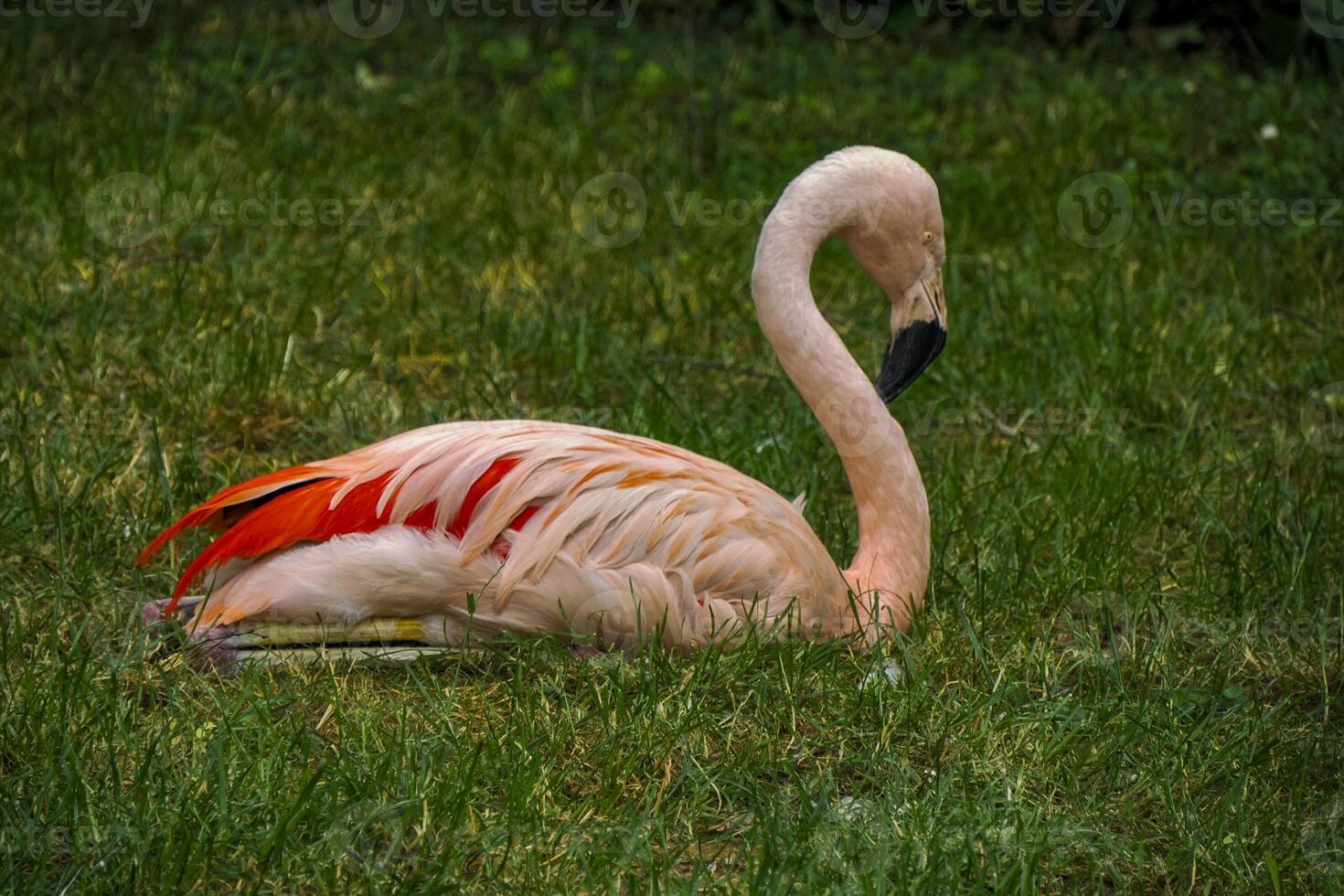 Red pink flamingo close up portrait photo