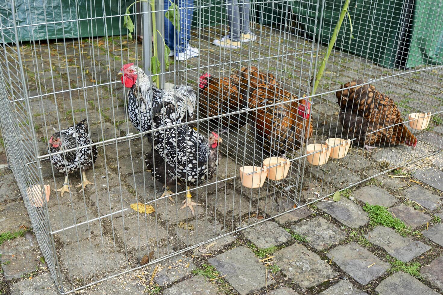 Rooster and hen in a cage photo