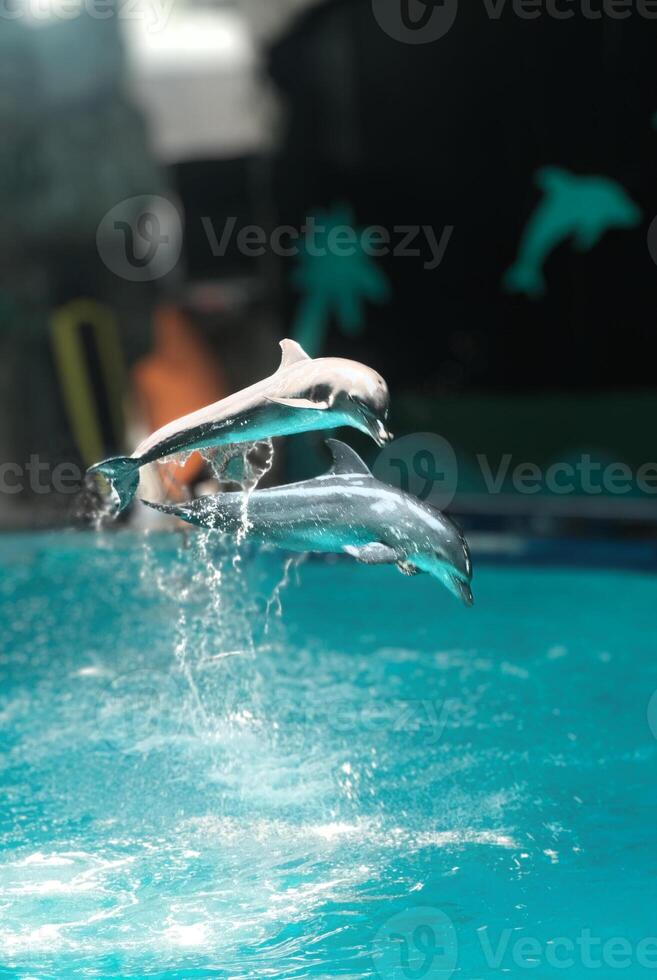 Dynamic Duo of Dolphins Performing a Perfect Leap photo