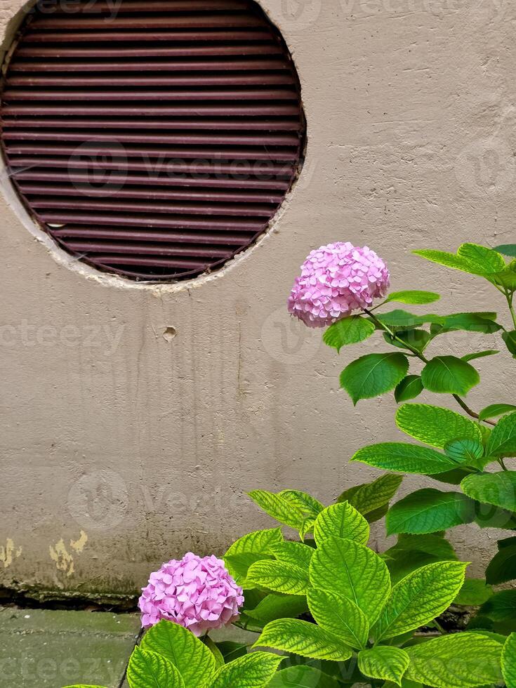 Two pink hydrangea blooms grow beside a worn beige wall with a round, louvered air vent. The vibrant flowers and bright green leaves contrast with the aged urban surfacee photo