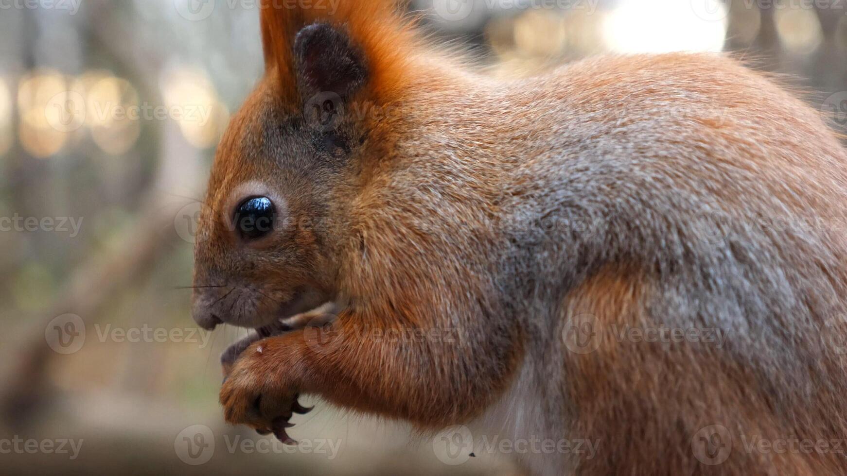 Close of wild fluffy squirrel eating found walnuts at autumn park. Cute brown rodent gnawing nuts at forest. Pretty small sciurus chewing food outdoor. Concept of wildlife photo