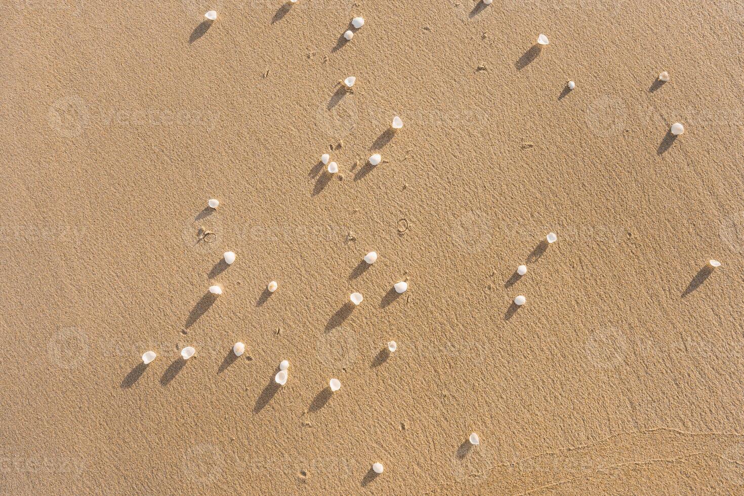 Golden Sand Background with Shells photo