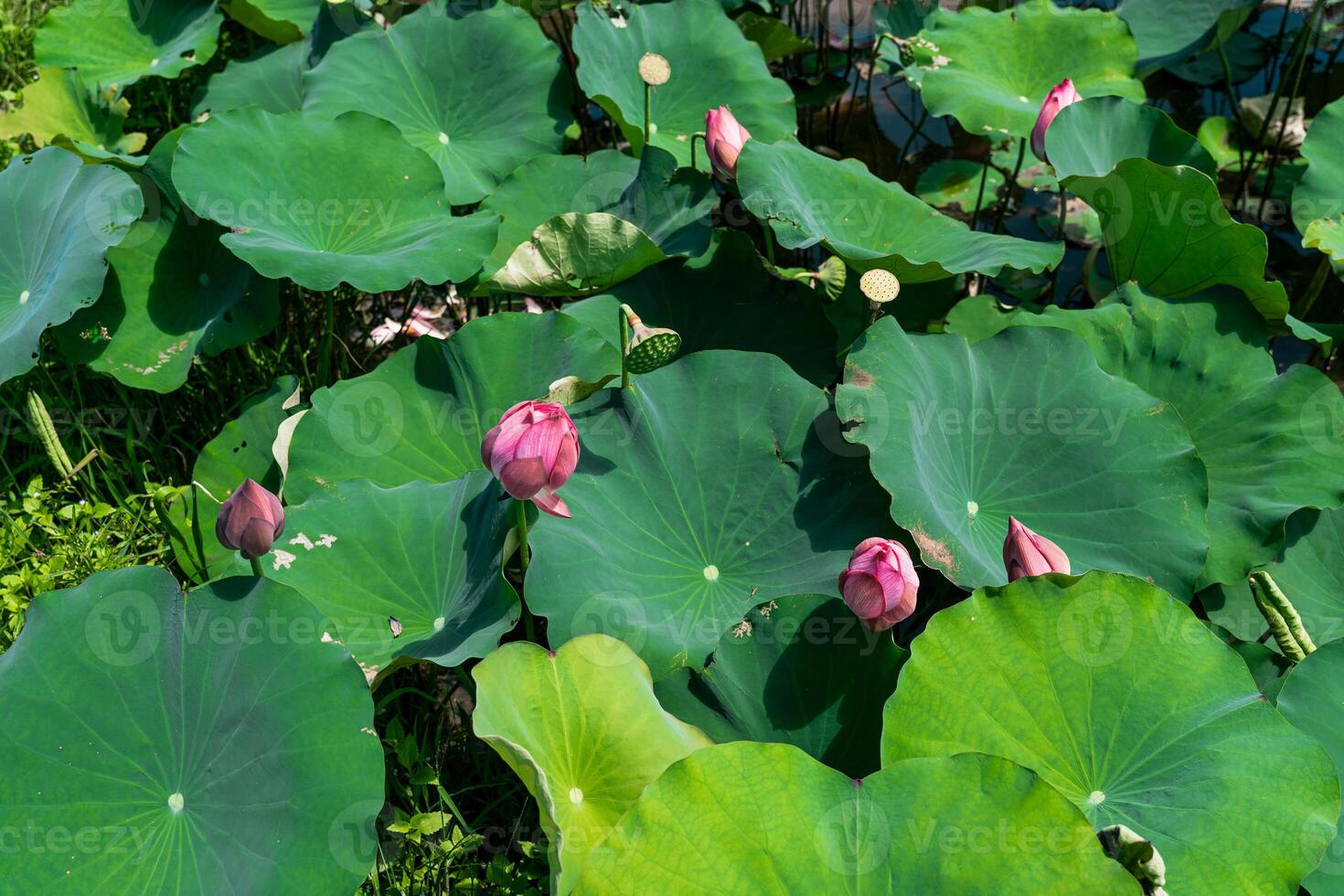 Blooming Lotus with Green Leaves in Water photo