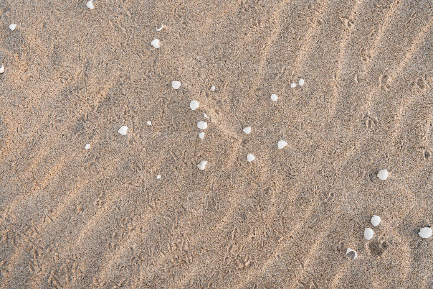 Natural Scattered Shells on Sand Background photo