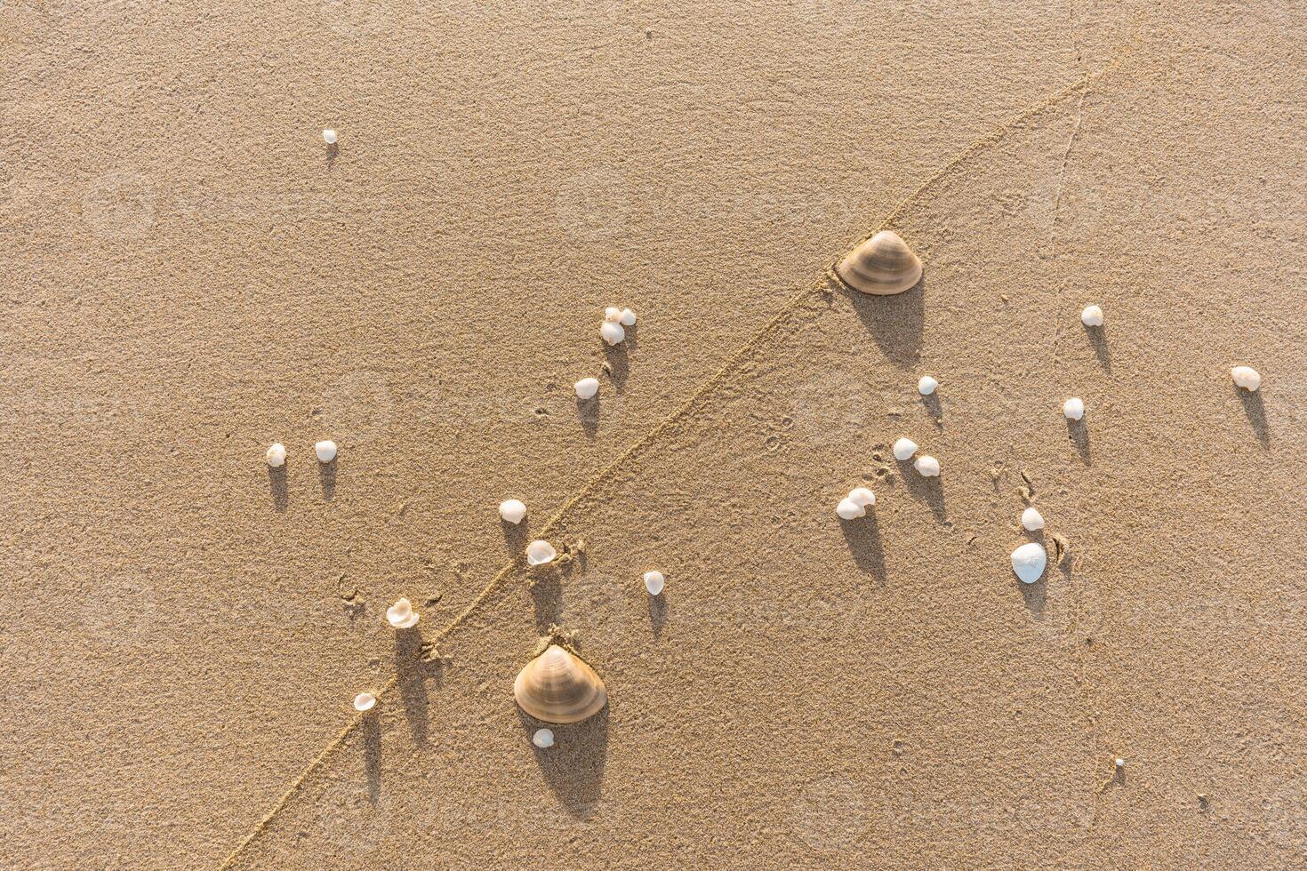 Sandy Background with Scattered Shells photo