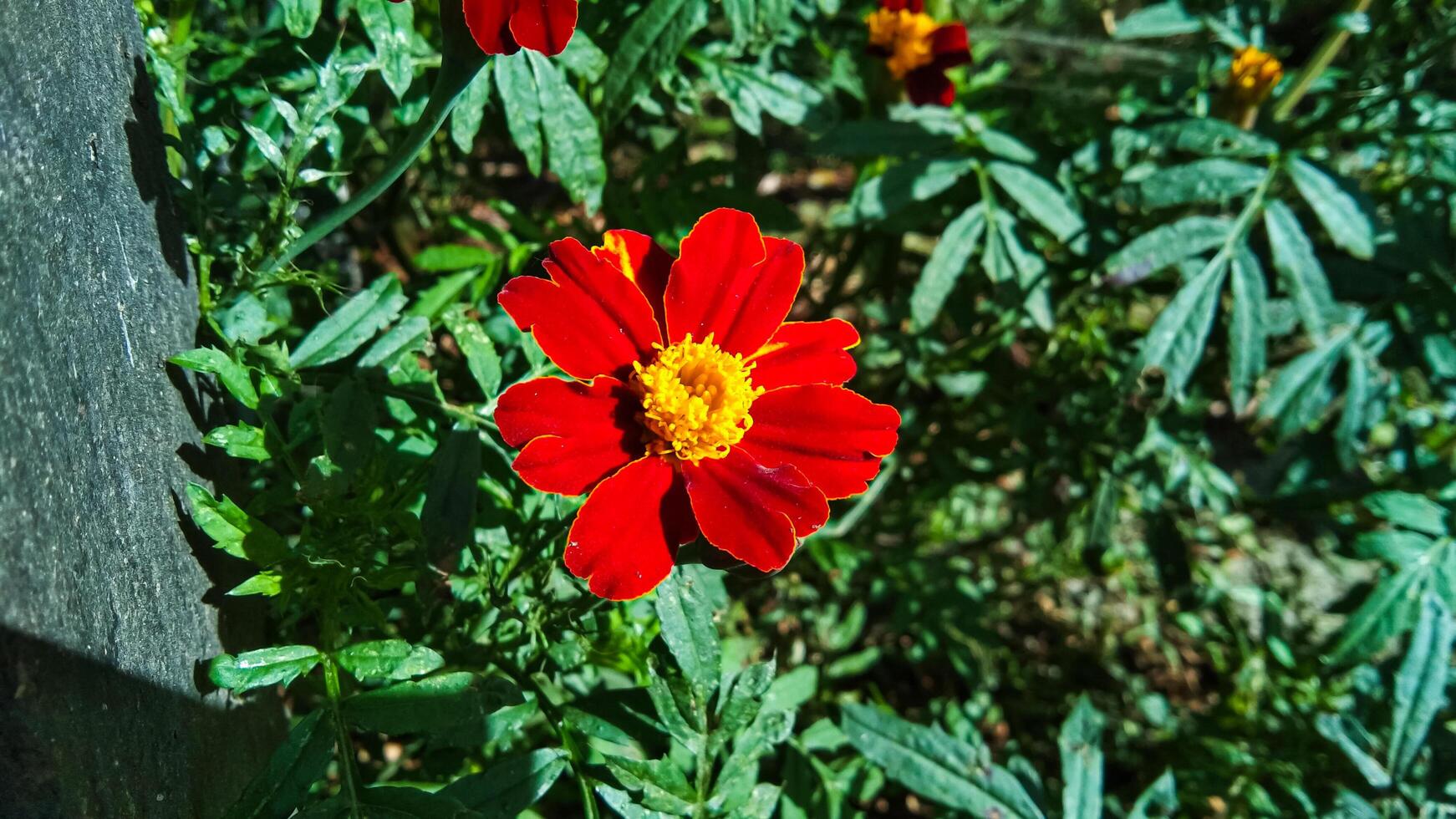This flower is called Marigold, the red color is very striking, it grows beautifully in cool temperatures. photo