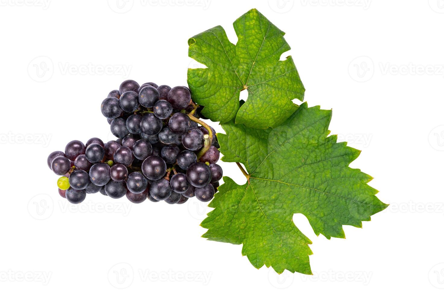Bunch of ripe black grapes with green leaves isolated on white background. photo