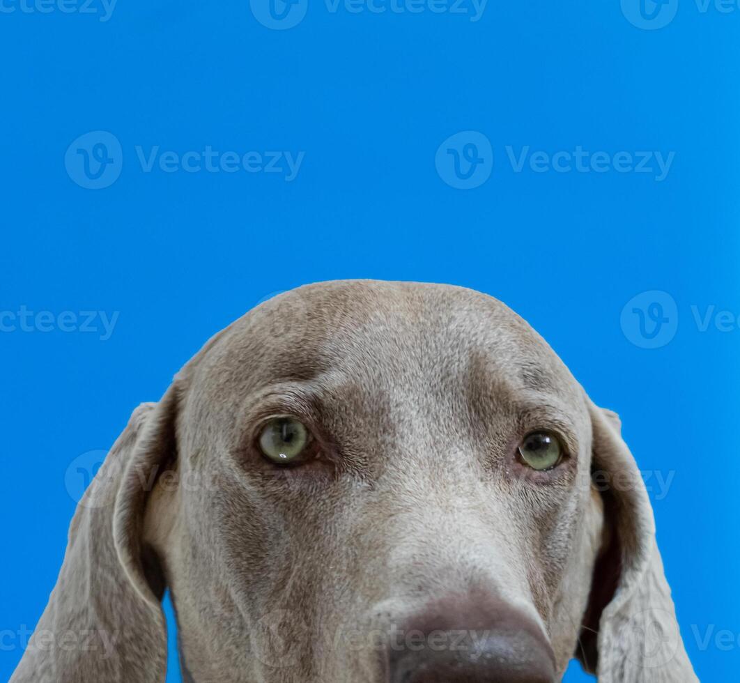 Weimaraner Dog with blue background photo