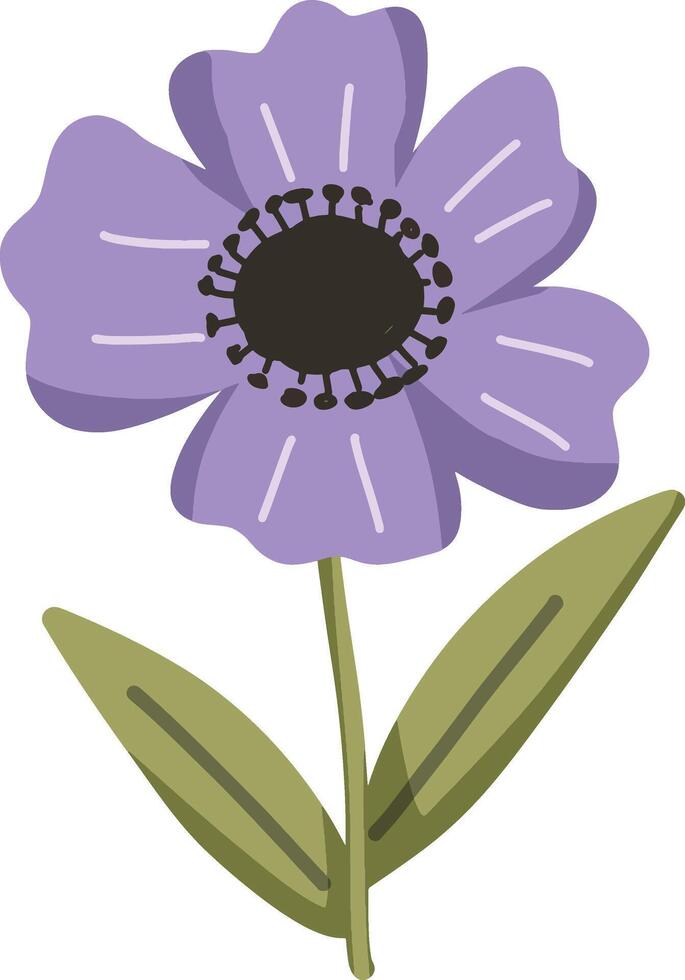 Purple anemone flower with green leaves, isolated on white background vector