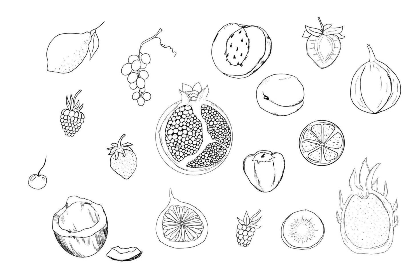 Sketch set fruits, hand drawn tropical fruits and berries. Sweet fresh sliced kiwi, peach and pomegranate, cute cherry and strawberry. Pear with leaves. Coconut sliced and half figs. vector