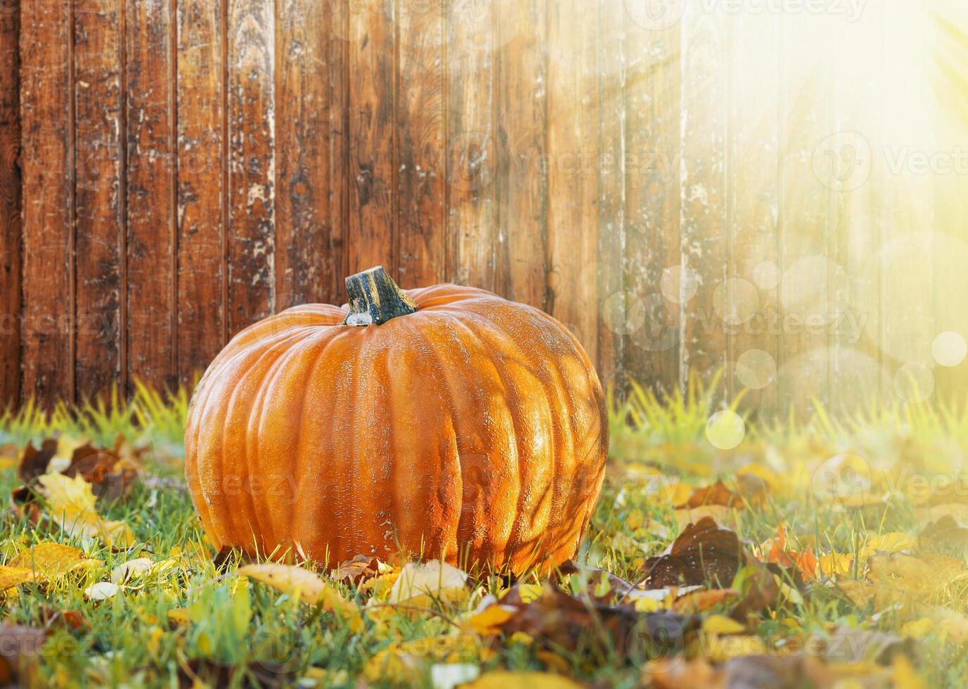 pumpkin in autumn setting photo