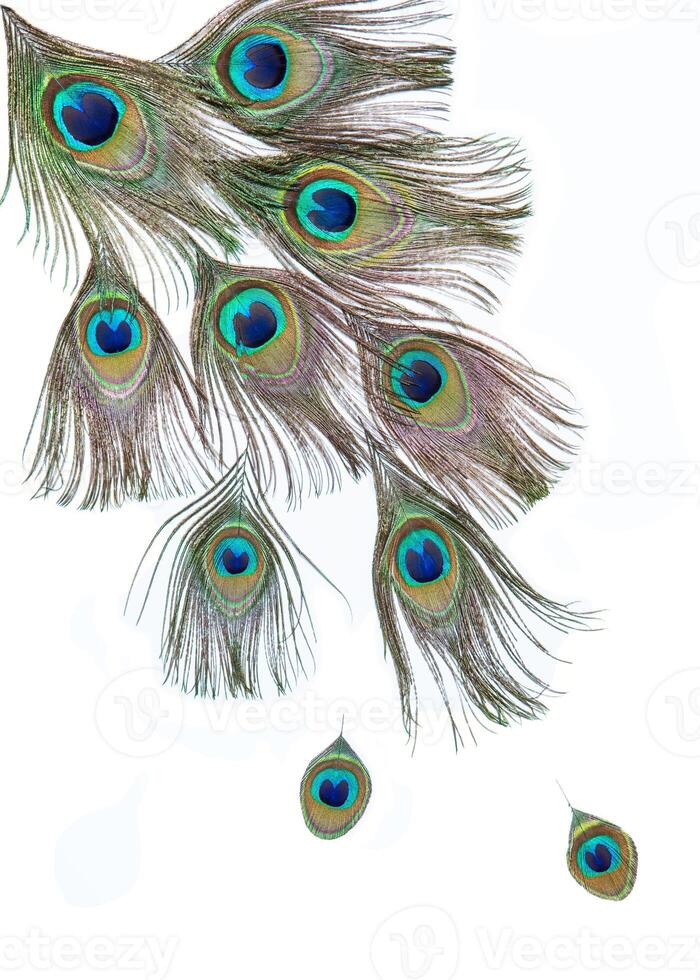 Bright peacock feathers on the white photo