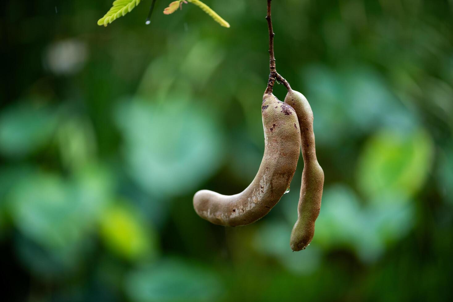 Beautiful tamarind on the tree in the garden photo