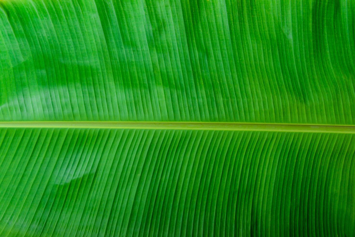 Beautiful green banana leaf close-up for background photo