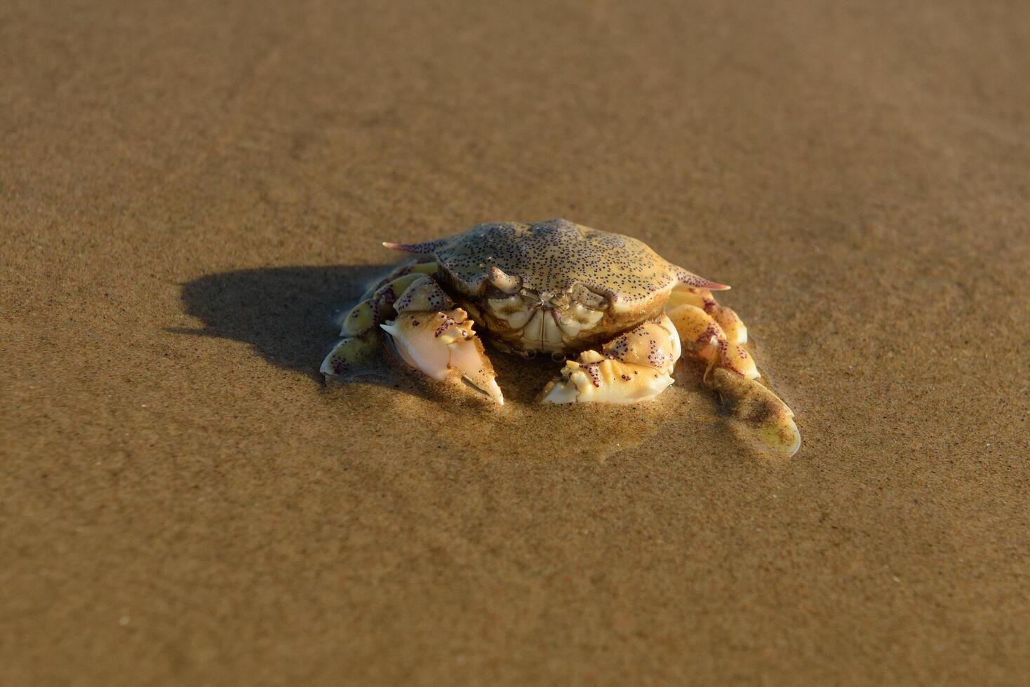 Close-up of a crab on the beach sand photo