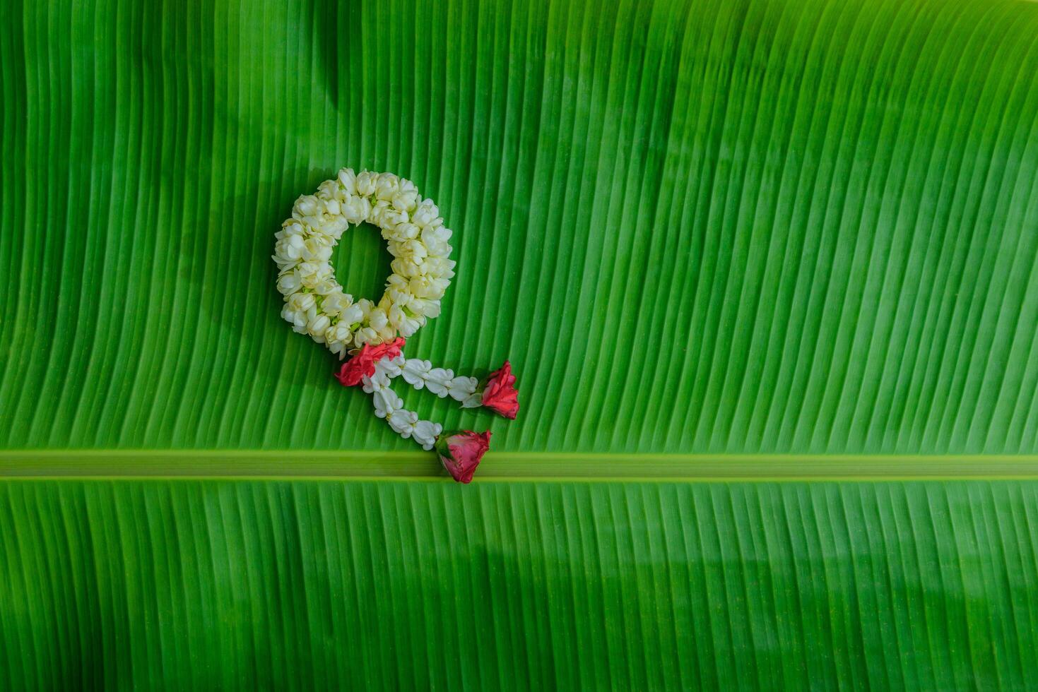 Thai traditional jasmine garland.symbol of Mother's day in thailand on Banana leaf. photo